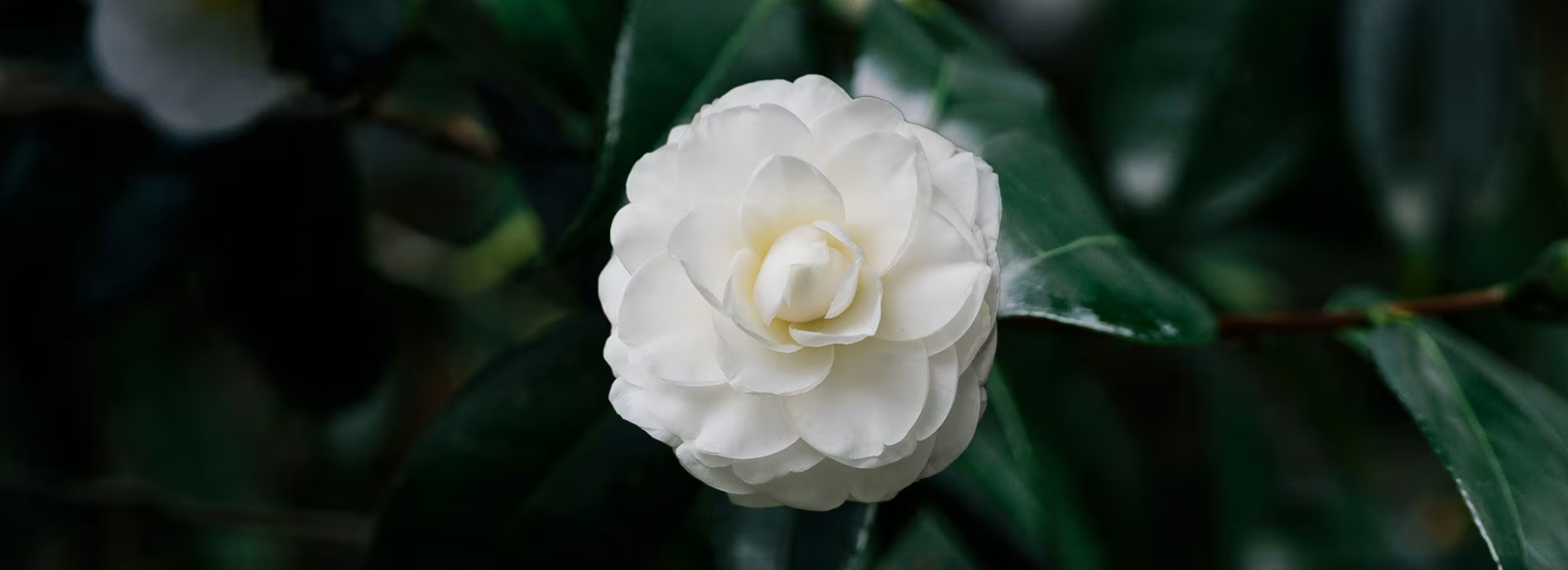 山茶油花開 山茶油花開